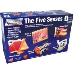 Los 5 Sentidos