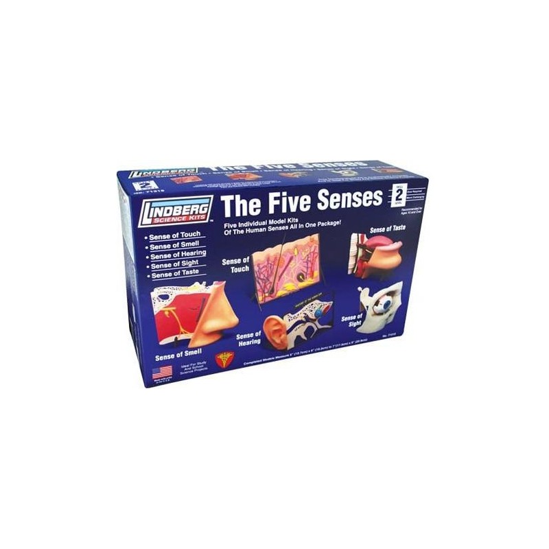 Los 5 Sentidos